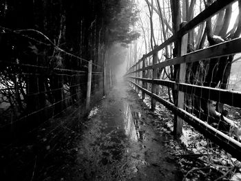 View of footbridge in forest