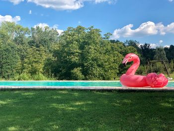 View of flamingo on pool against trees