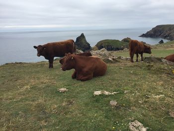 Cows at atlantic