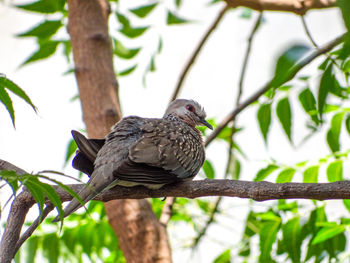 Low angle view of pigeon perching on branch