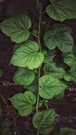 High angle view of leaves on field