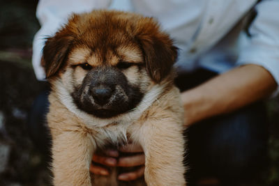 Close-up of dog holding puppy