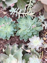 Close-up of prickly pear cactus