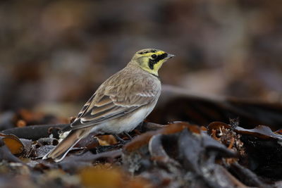 Close-up of bird perching on a land