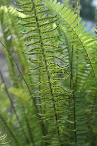 Close-up of fern leaves