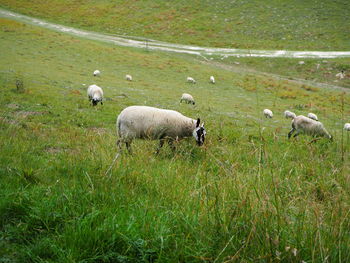 Sheep grazing in a field