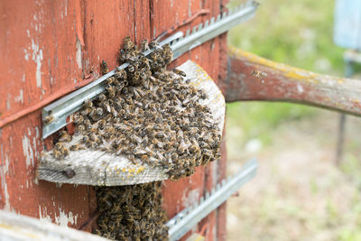 Close-up of bee on wood