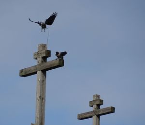 Low angle view of bird perching on wooden post against sky