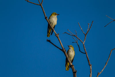 Low angle view of bird perching on branch against blue sky