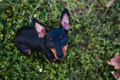 Portrait of black dog