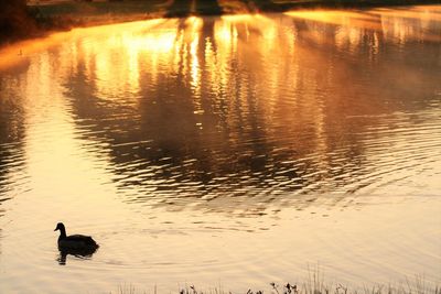 Reflection of trees in water