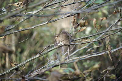 View of bird perching on branch