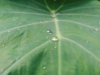 High angle view of raindrops on leaf