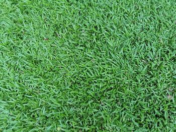 Full frame shot of fresh green field