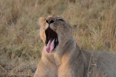 Close-up of lioness yawning on field