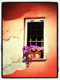 View of flowers against wall