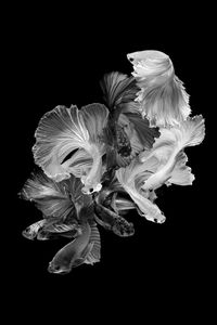 Close-up of white rose against black background