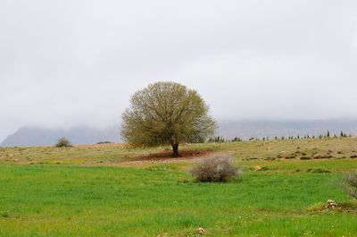 Trees on field against sky