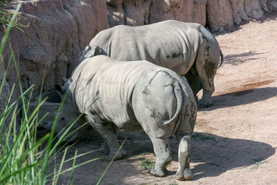 View of animal on rock