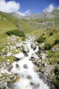 Scenic view of stream amidst plants against sky