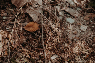 High angle view of dry leaves on field