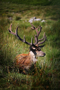 Deer in a field