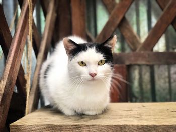 Portrait of kitten sitting on wood