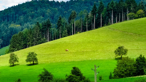 A horse by the meadow, great black forest region, germany.