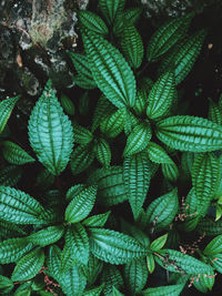 Full frame shot of green leaves