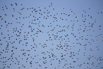 Low angle view of birds flying in clear sky