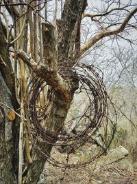 Bare tree in forest