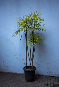 plant