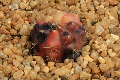 Close-up of crab on pebbles