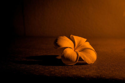 Close-up of orange flower on table