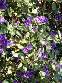 Close-up of purple flowering plants