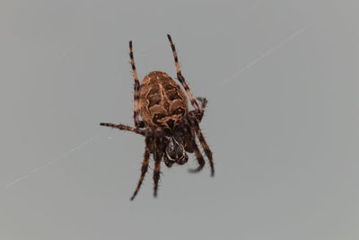 Close-up of spider