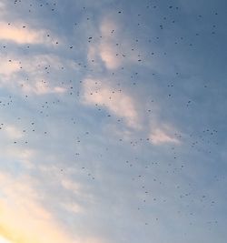 Low angle view of birds flying against sky