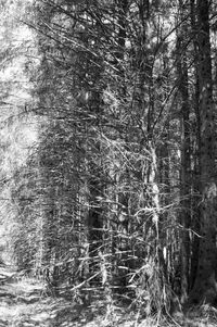 Trees in forest during winter