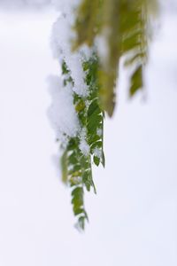 Close-up of frozen plant