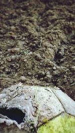Close-up of turtle in water