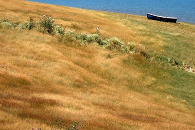 Scenic view of field