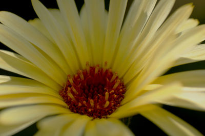 Close-up of yellow flower