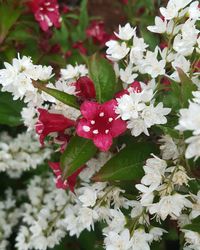 Close-up of white flowering plants