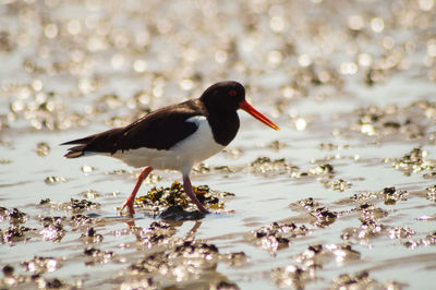 Close-up of bird on beach