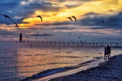 Birds flying over sea