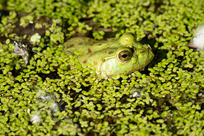 Close-up of a frog in lily pads on a sunny day 