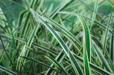 Full frame shot of grass