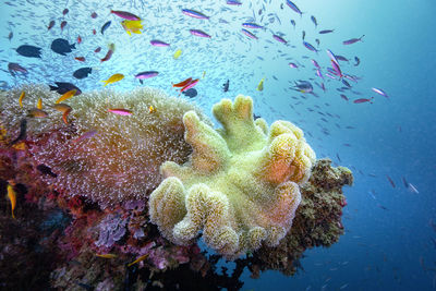 Fish swimming in sea