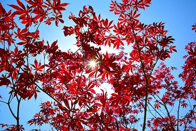 Low angle view of trees against sky