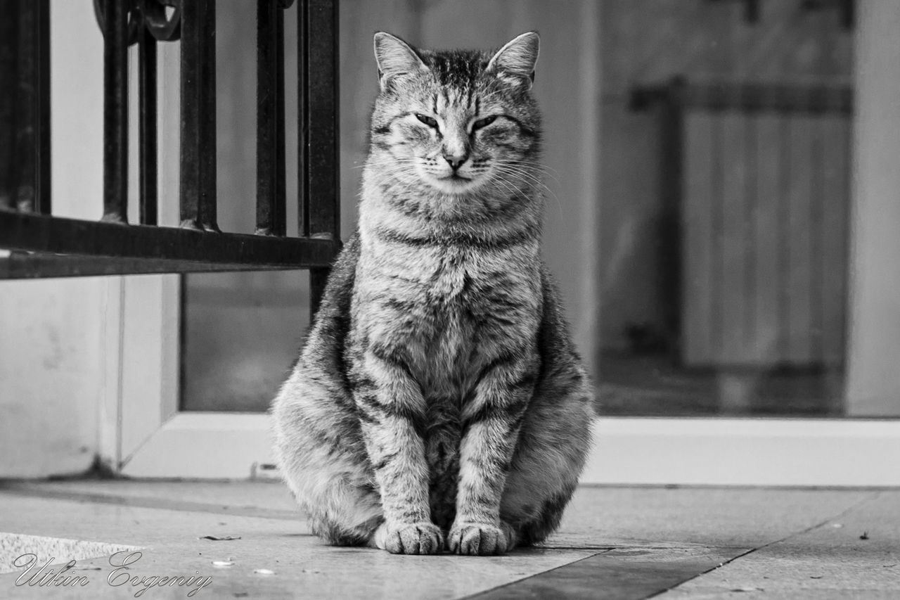 domestic cat, cat, feline, pets, animal themes, domestic animals, one animal, mammal, whisker, sitting, portrait, relaxation, looking at camera, staring, tabby, close-up, indoors, alertness, front view